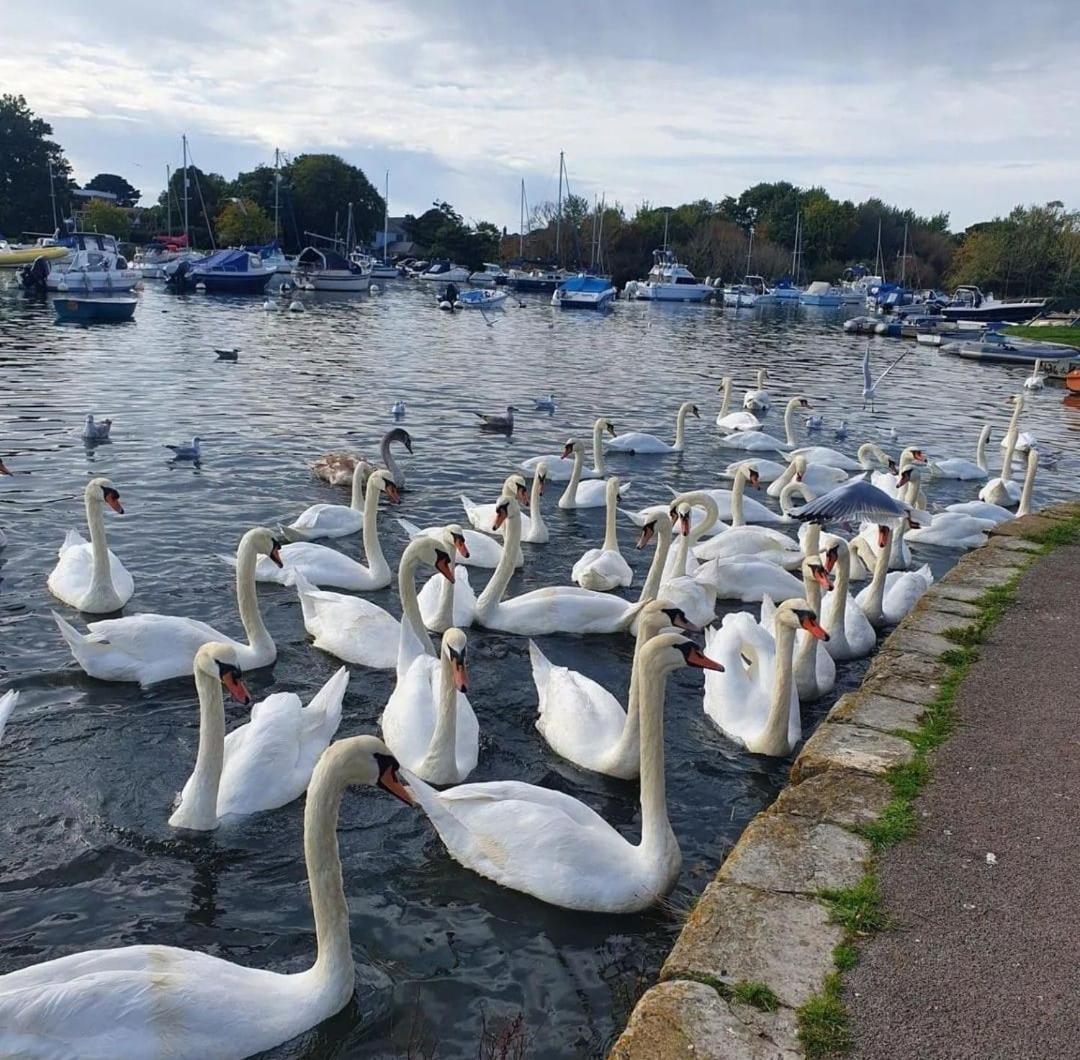 Апартаменти Mudeford Swans Крайстчерч Екстер'єр фото